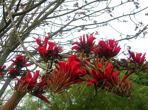 Indian Coral Tree
